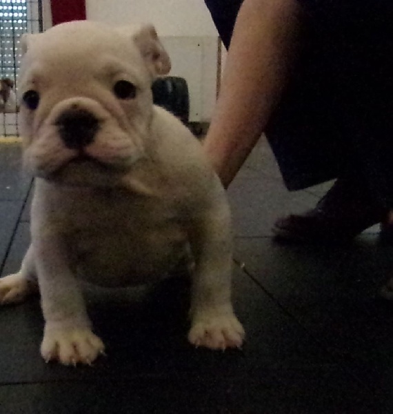 chiot de Moka nés le 05/08/2015