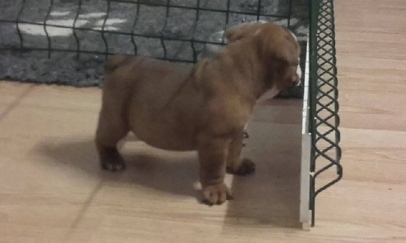 bebe moka