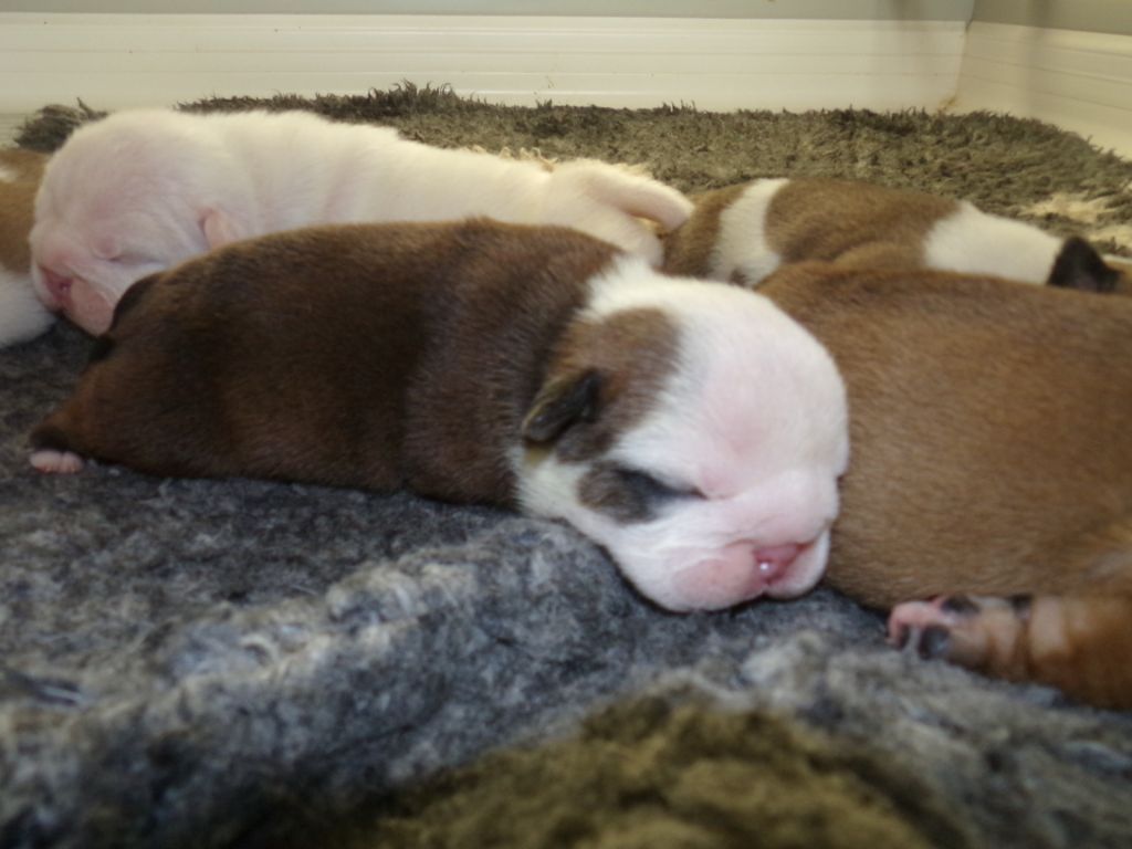 Julie Brexel - Chiots disponibles - Bulldog Anglais