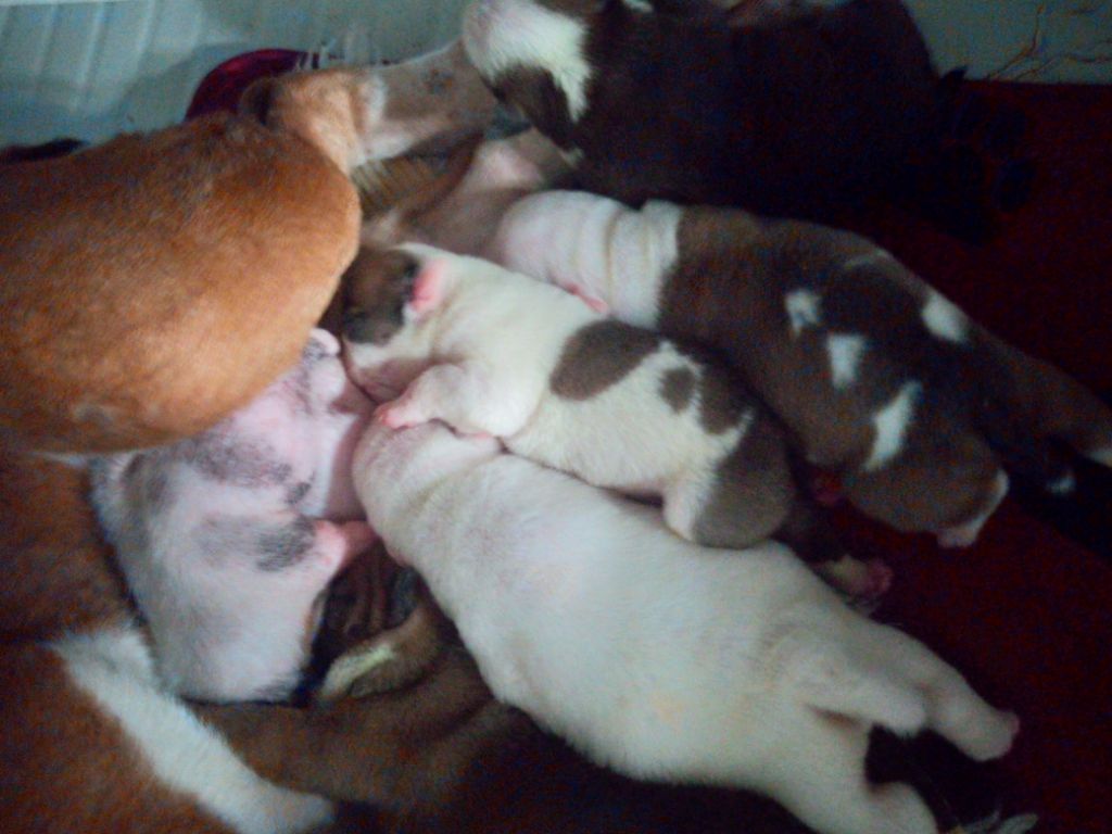 Chiot Bulldog Anglais Julie Brexel