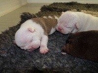 CHIOT