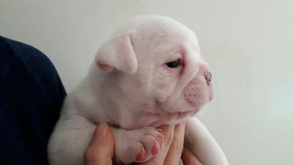 Julie Brexel - Chiots disponibles - Bulldog Anglais